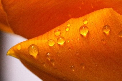 Surface noble du puzzle